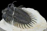 Spiny Comura Trilobite #128999-5